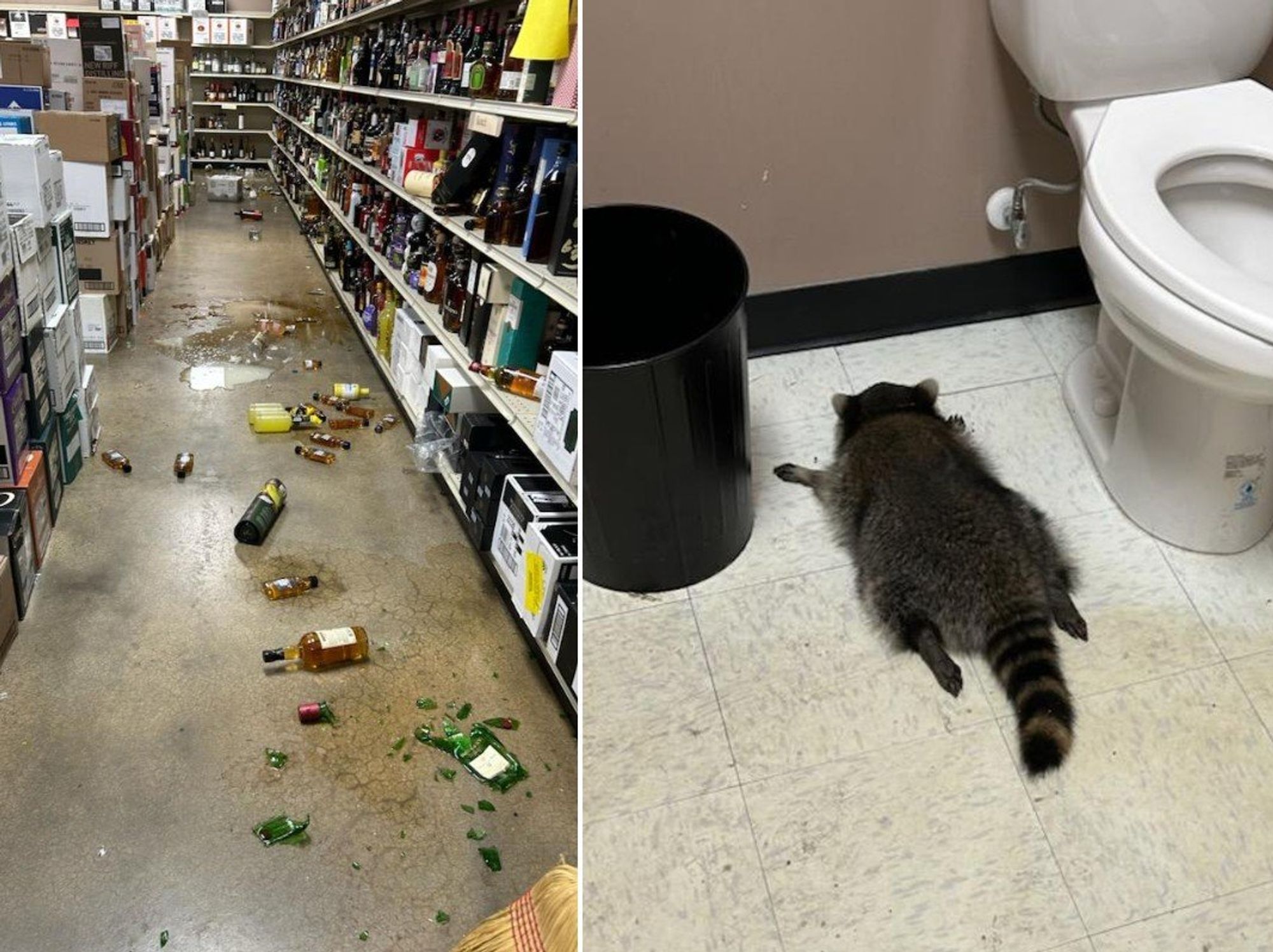 Raccoon asleep in liqour store toilets