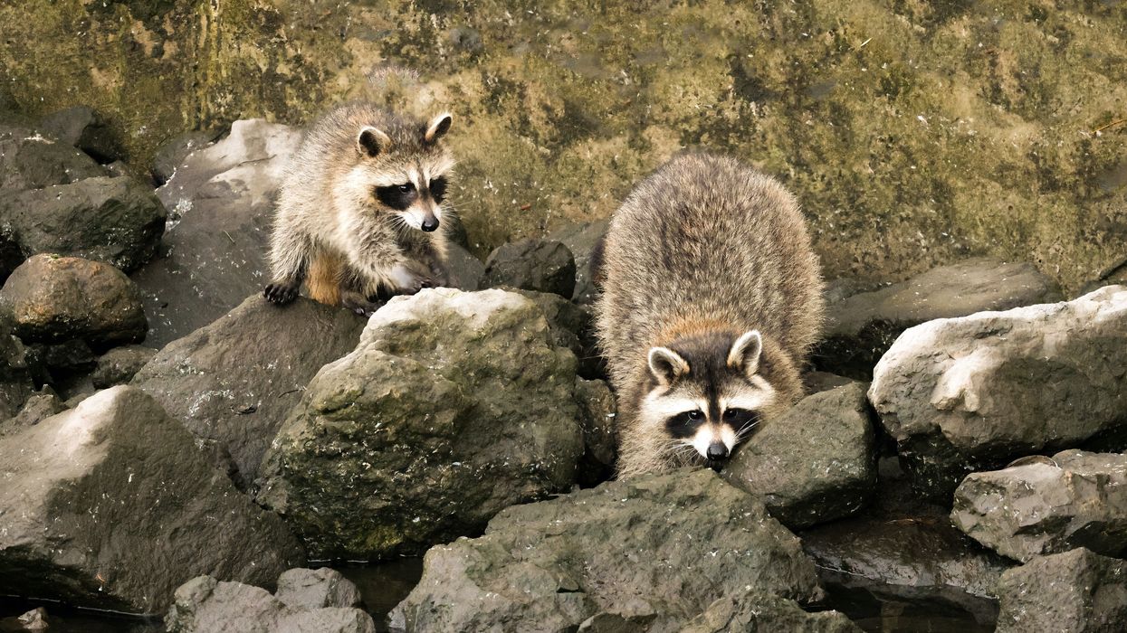 Racoons in water