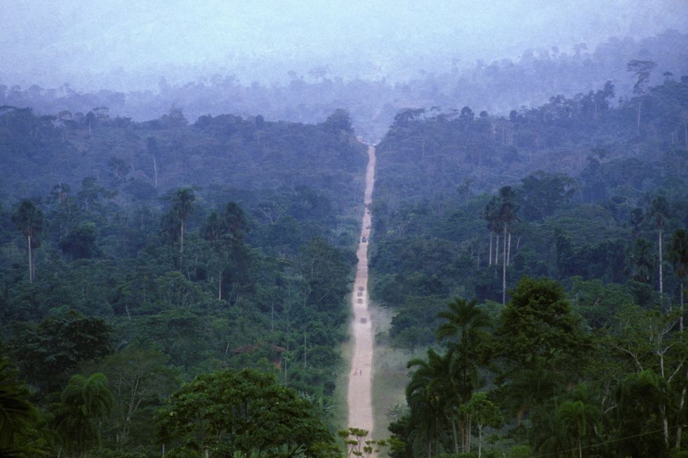 Rainforest