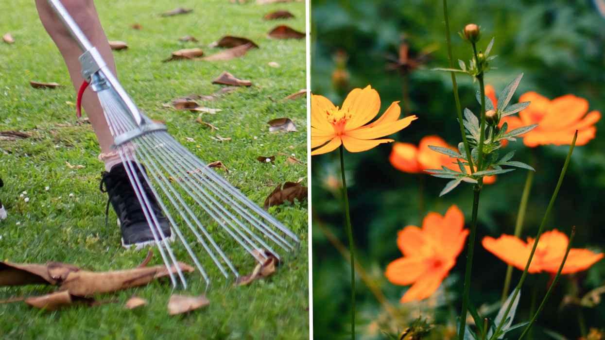 Raking flowers in garden