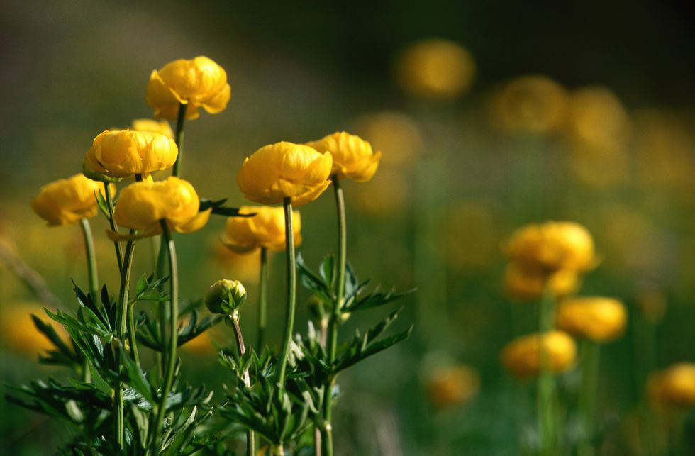 Ranunculus