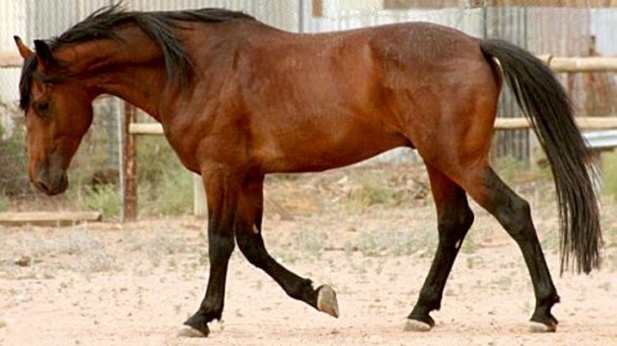 Rare Cleveland Bay horse