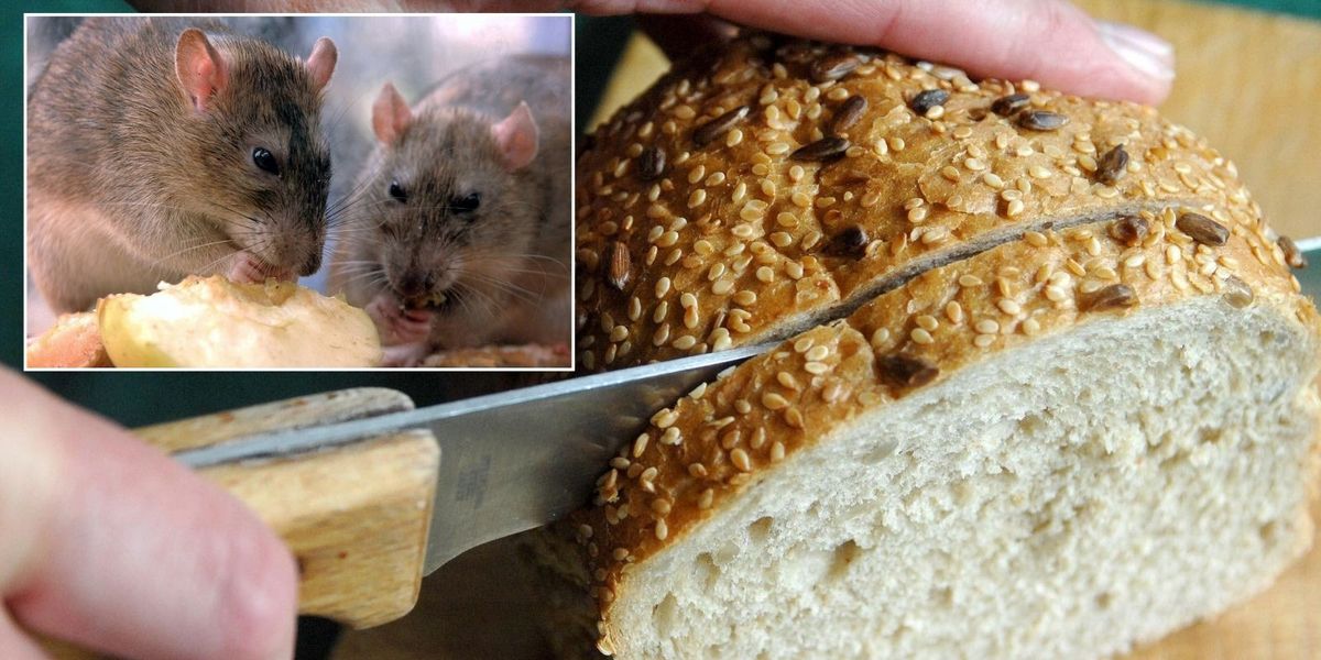 NextImg:Woman 'traumatised' after finding dead RAT cut up in loaf of bread