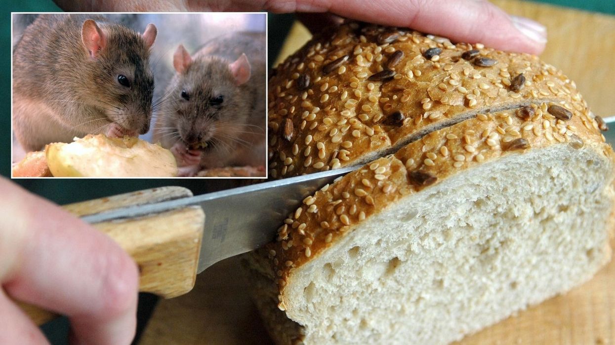 Rat and a loaf of bread