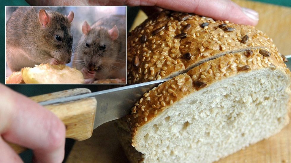 Rat and a loaf of bread