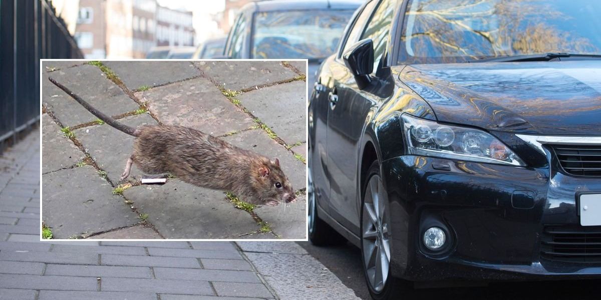 Rats causing car insurance havoc after driver slapped with £24,000 repair bill for rodent damage Rats causing car insurance havoc after driver slapped with £24,000 repair bill for rodent damage