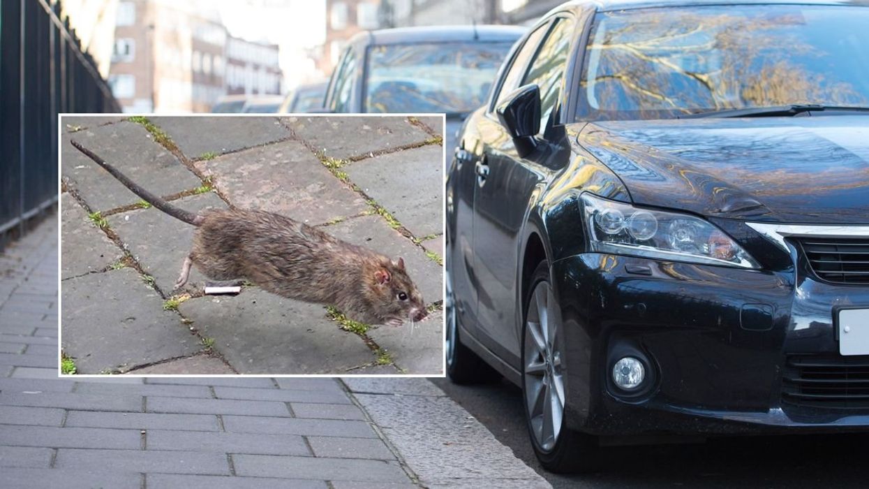 Rat and cars parked