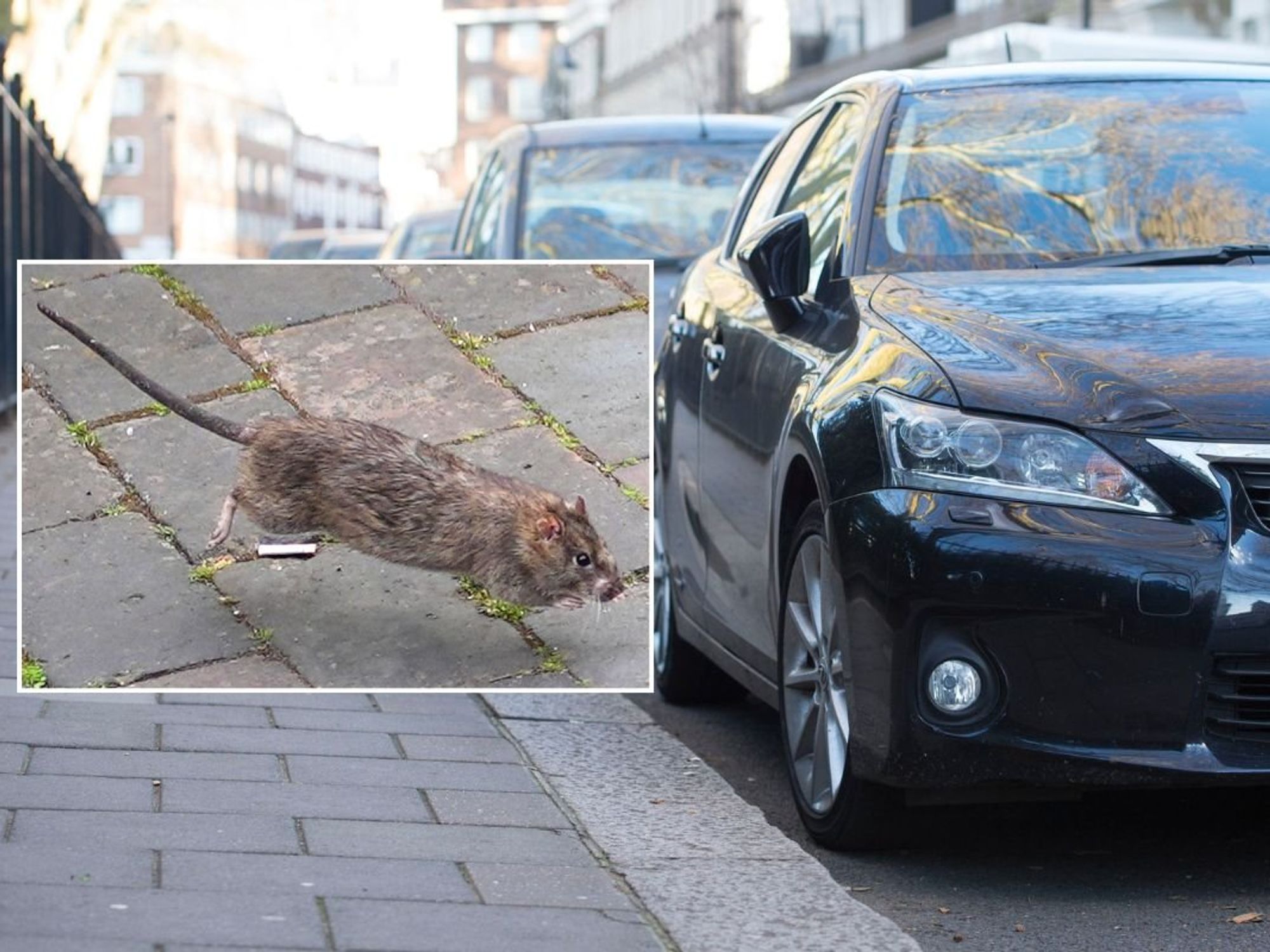 Rat and cars parked