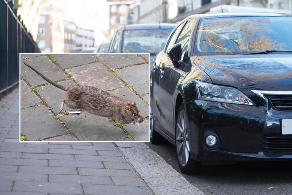 Rat and cars parked