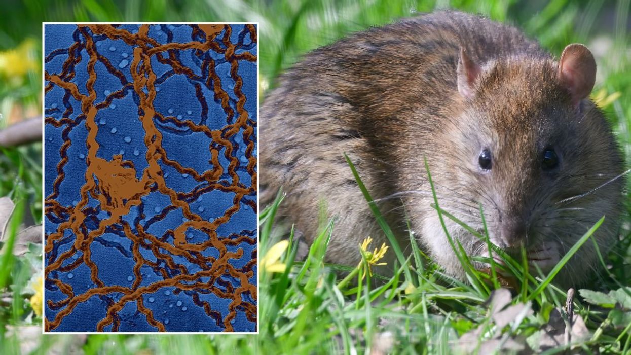 RAT AND Leptospirosis