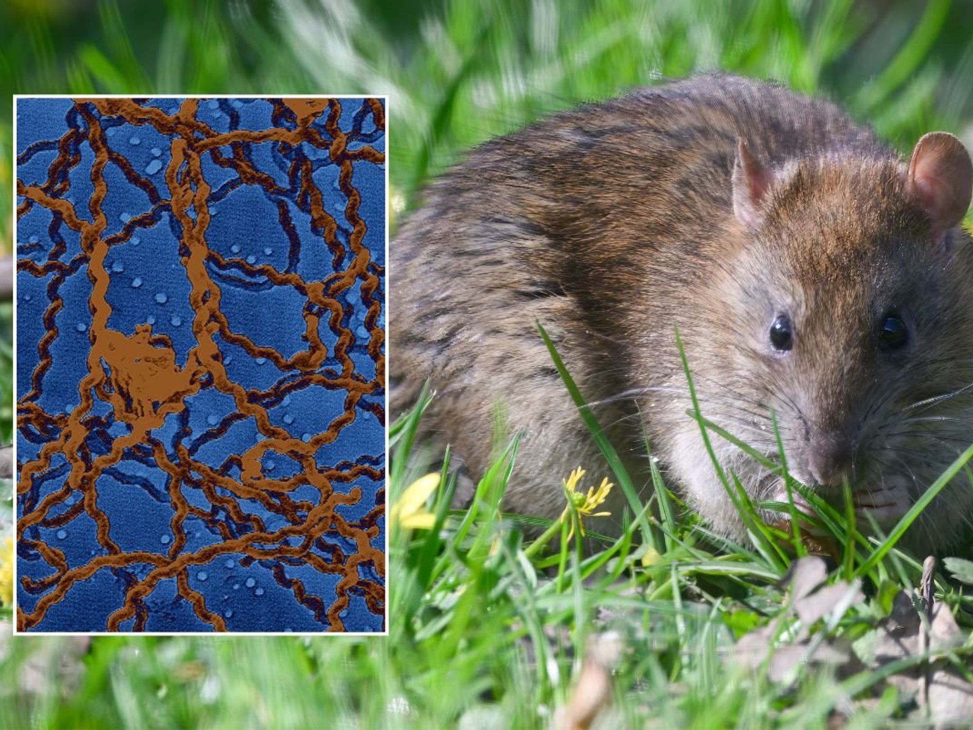 RAT AND Leptospirosis