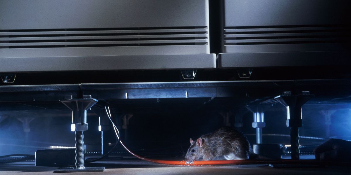 NextImg:Rampaging rodents costing drivers THOUSANDS as RAC issues warning over record callouts from vermin