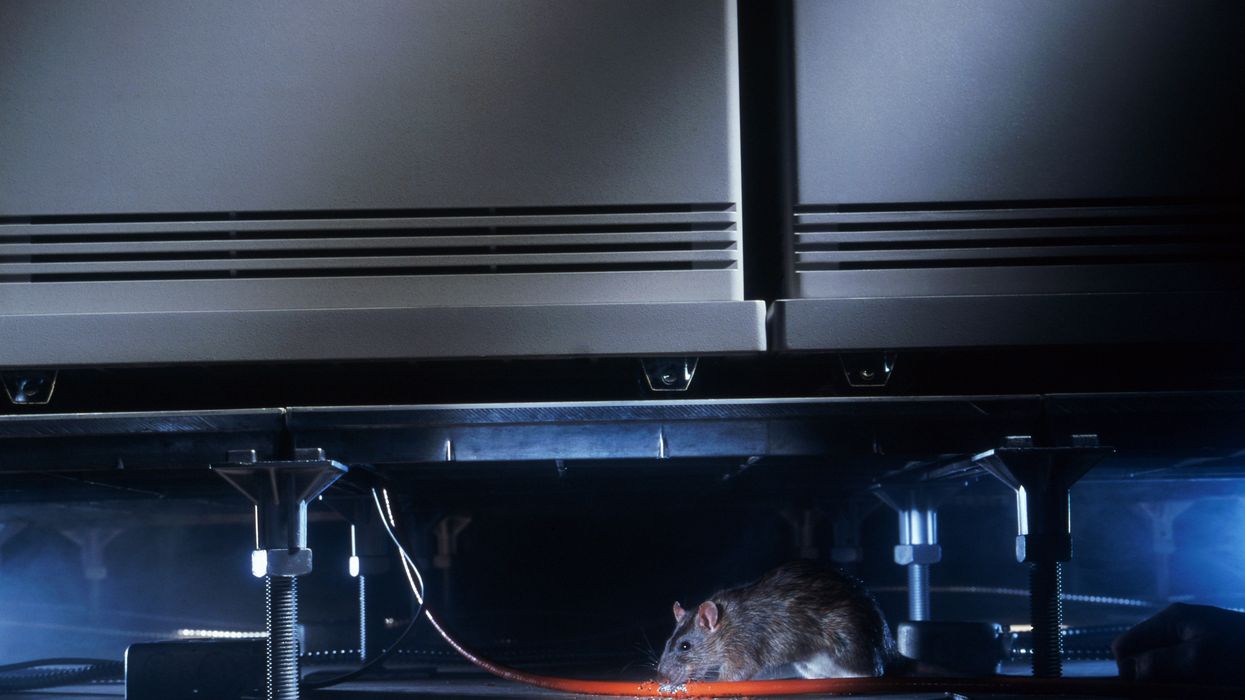 Rat chewing through cable