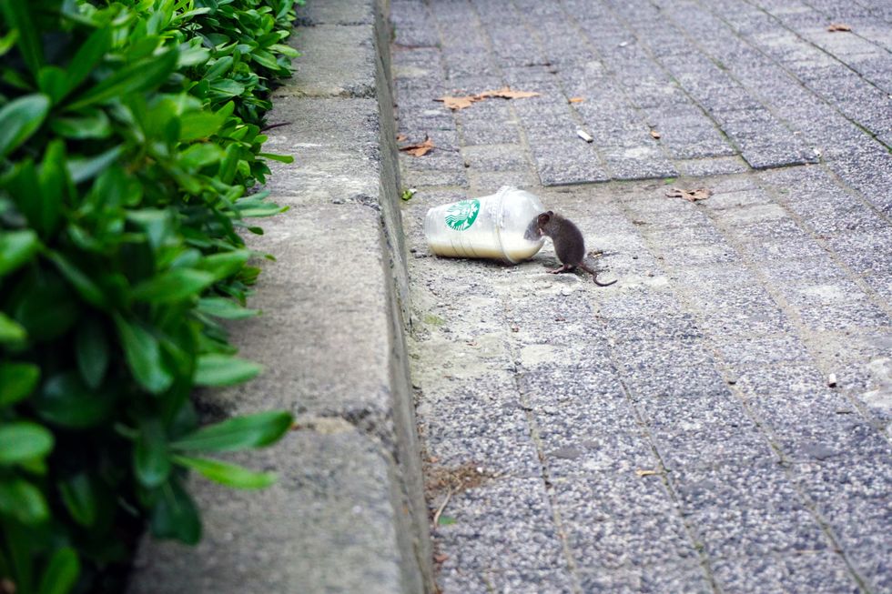 Rat drinking from a discarded Starbucks cup