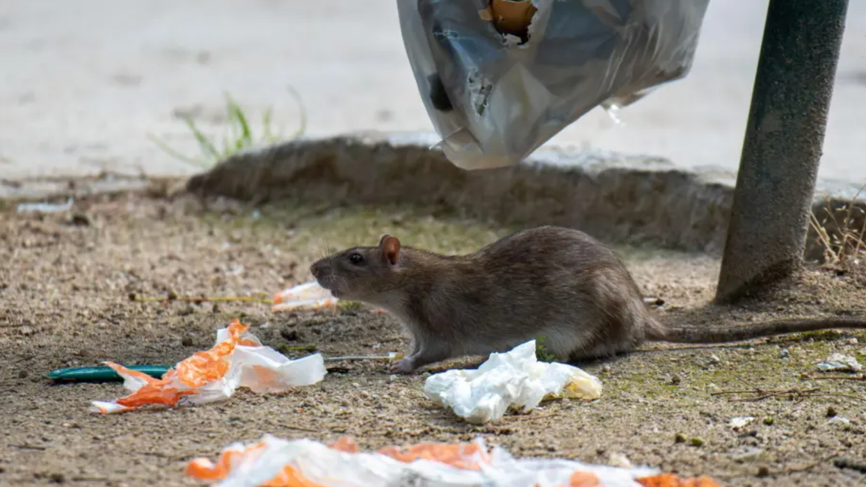 Rat near rubbish