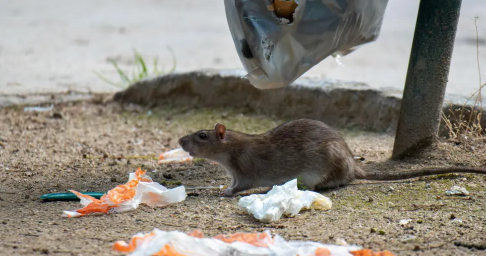 Rat near rubbish