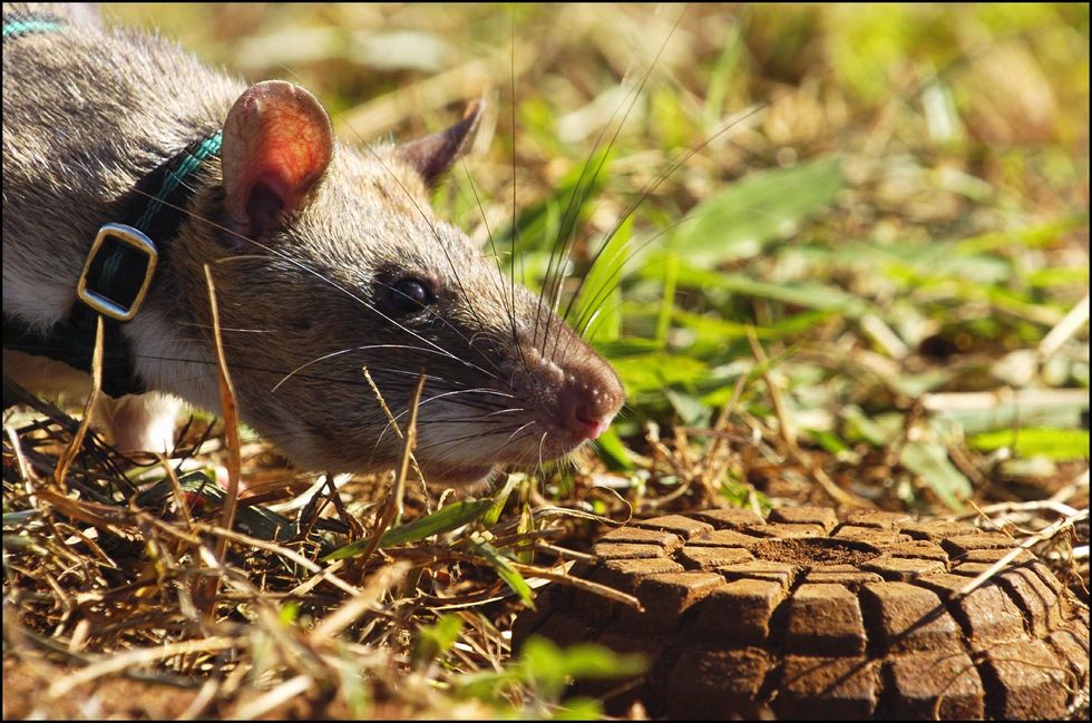Rat (stock)