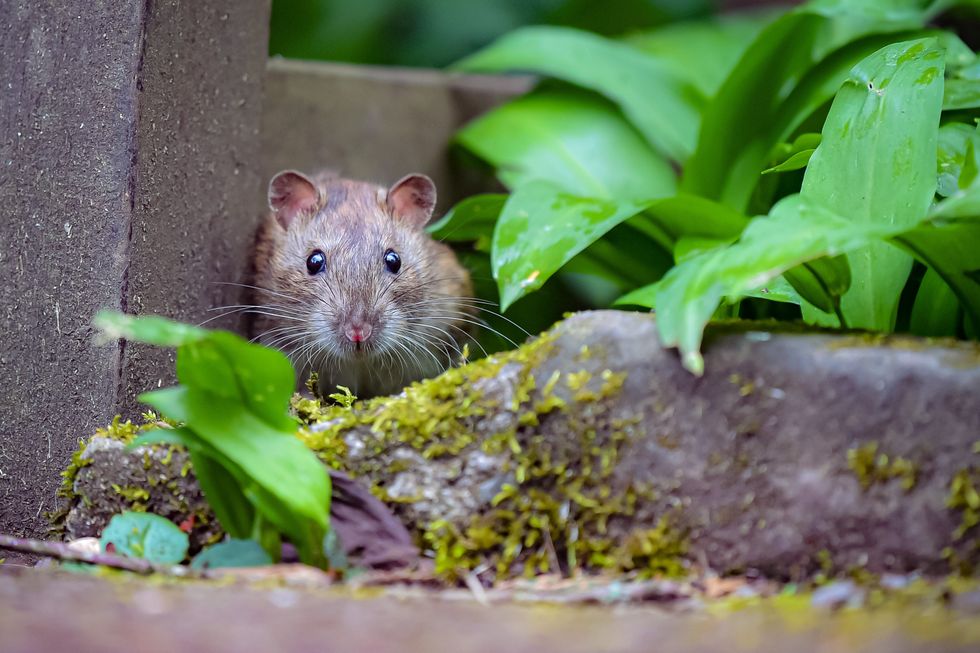 Rat