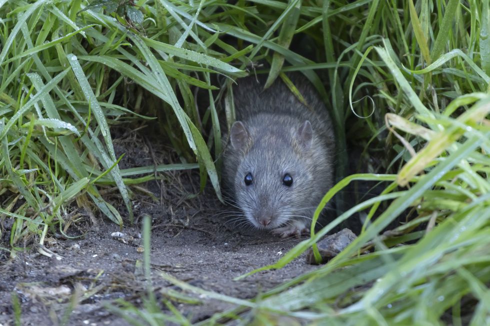 Rat