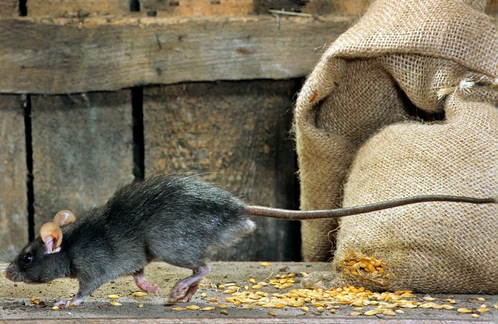 Rat