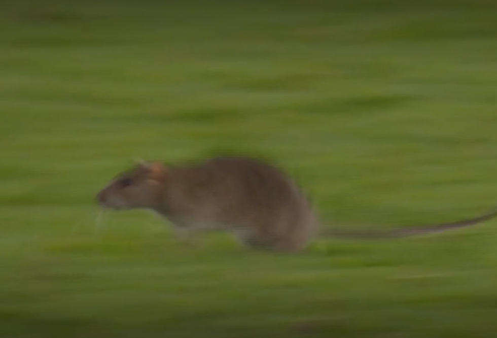 Rat