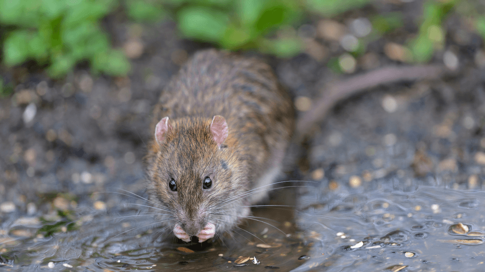 Rat