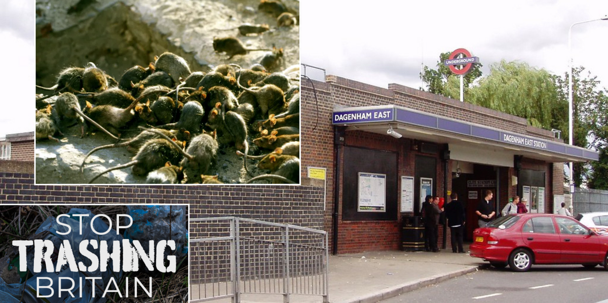 NextImg:London area turned into 'Ratland' thanks to influx of 'never-ending' rodents