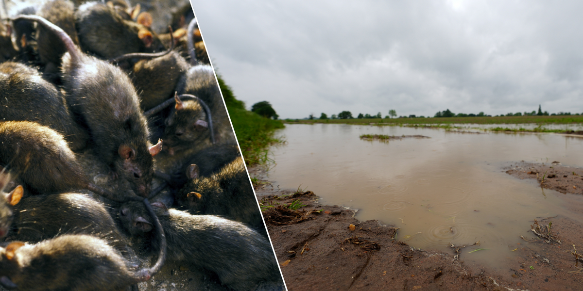 NextImg:Giant rat invasion as vermin infiltrate houses via water pipes and crawling out of toilets