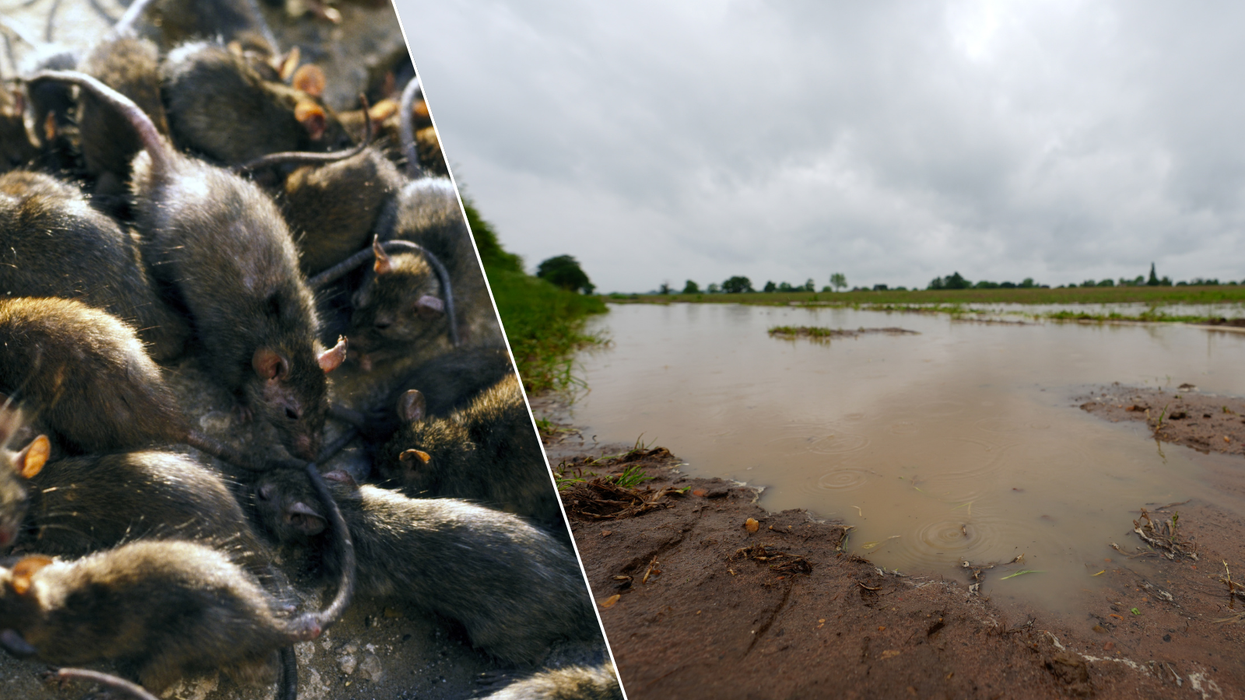 Rats/Flooding in May 2024