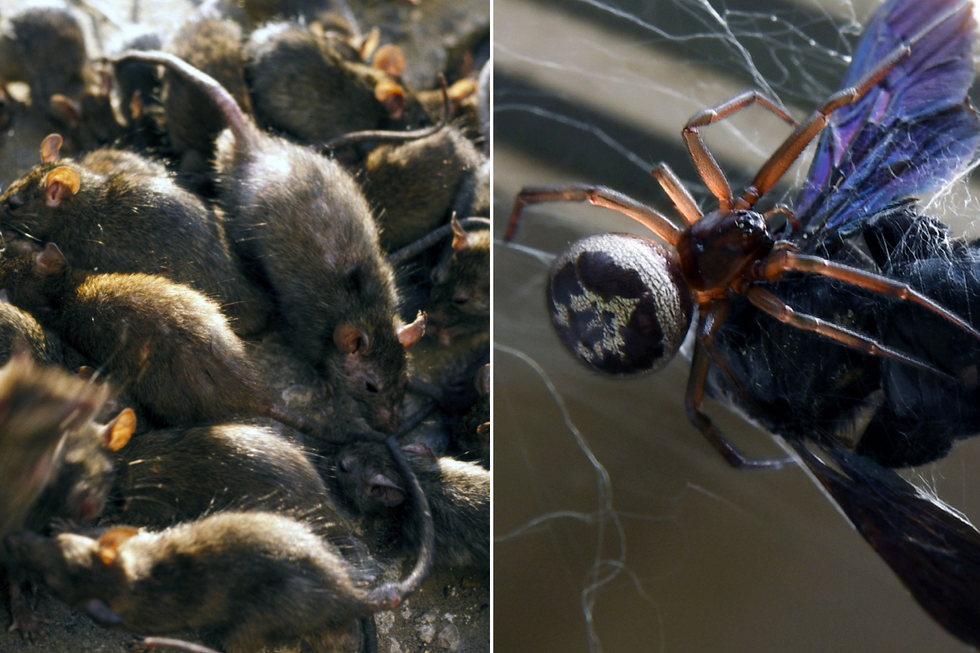 Rats; spider