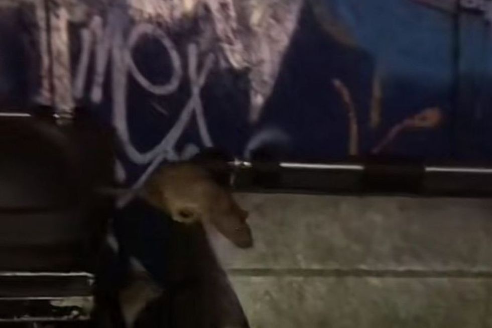 Rats were filmed crawling out of bins in East London