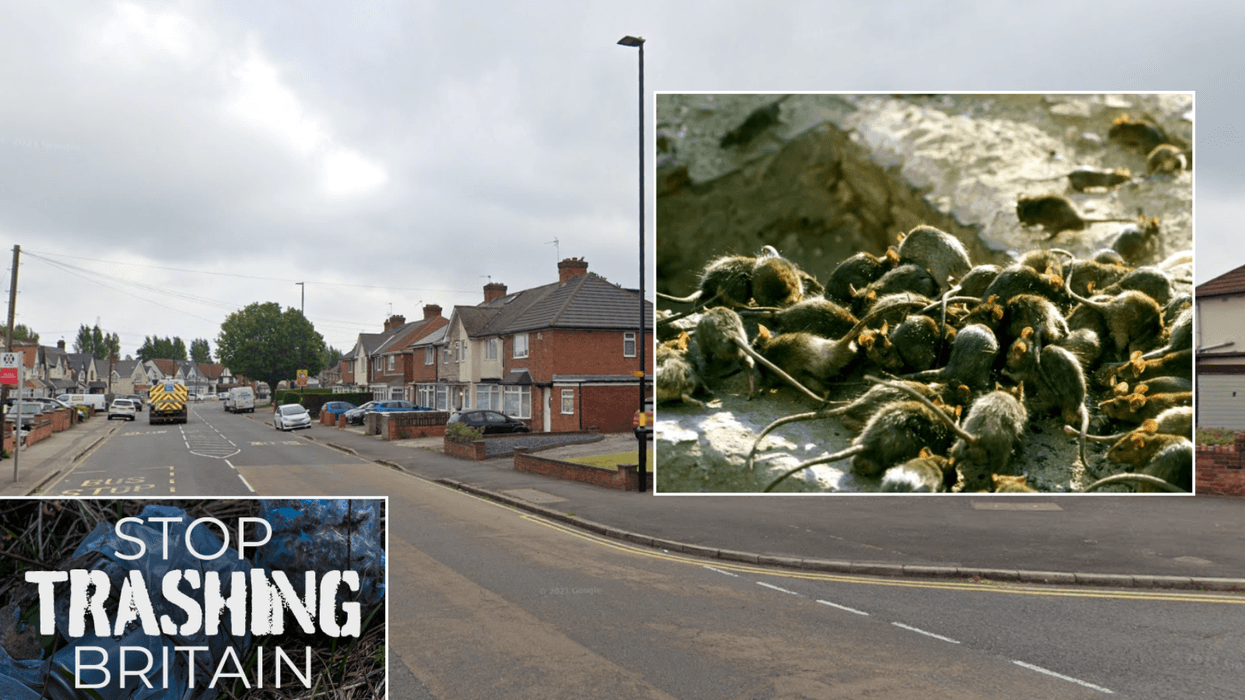 Birmingham rats: Locals distraught as large rodents 'the size of cats ...