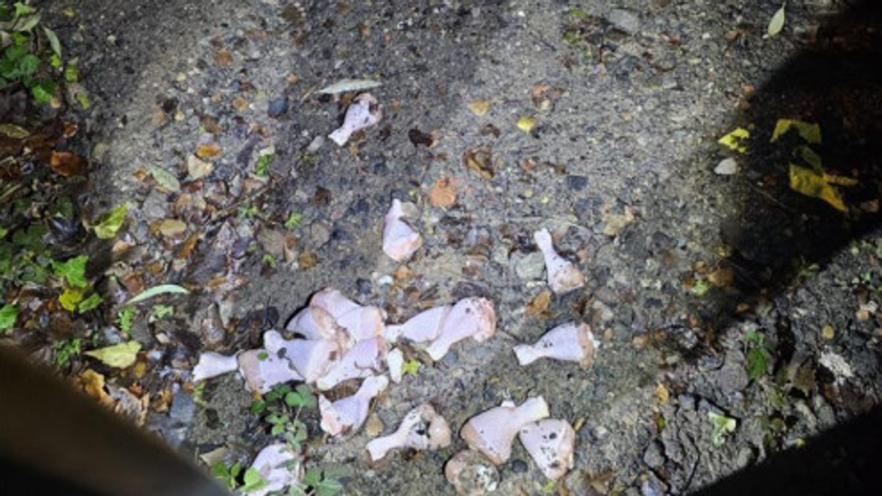 Raw chicken legs on the ground