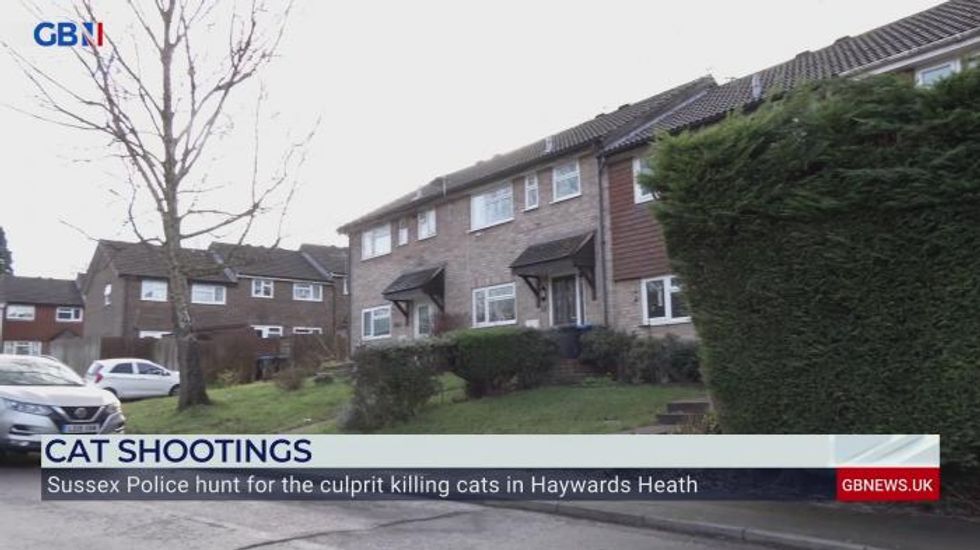 Mystery cat attacker uses AIRGUN to terrorise local felines with one even being KILLED from callous assault