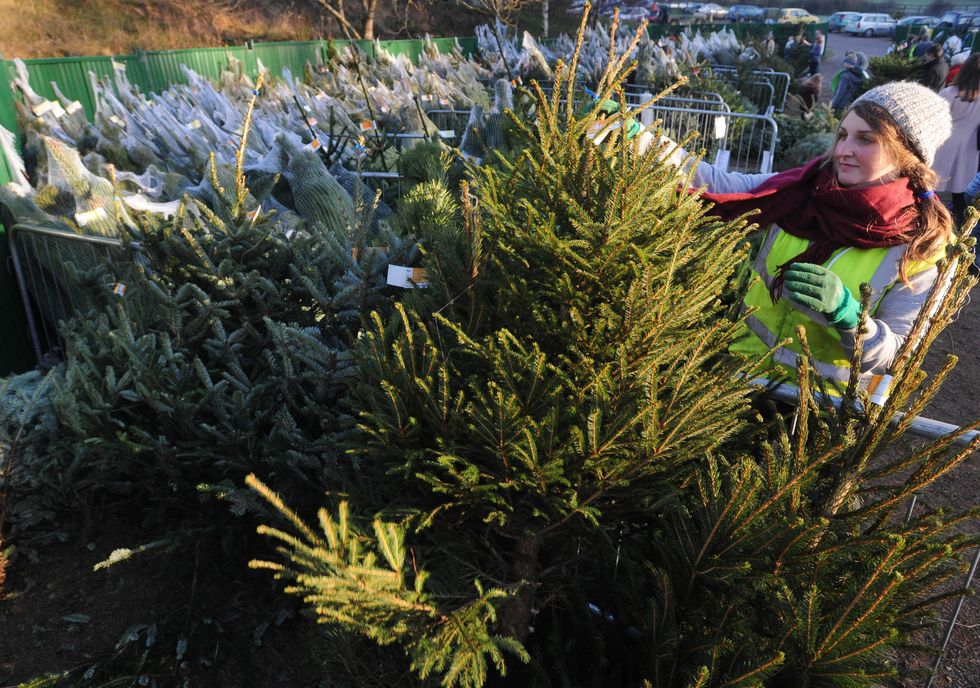 Monty Don shares how to make your tree last long past Christmas 'it
