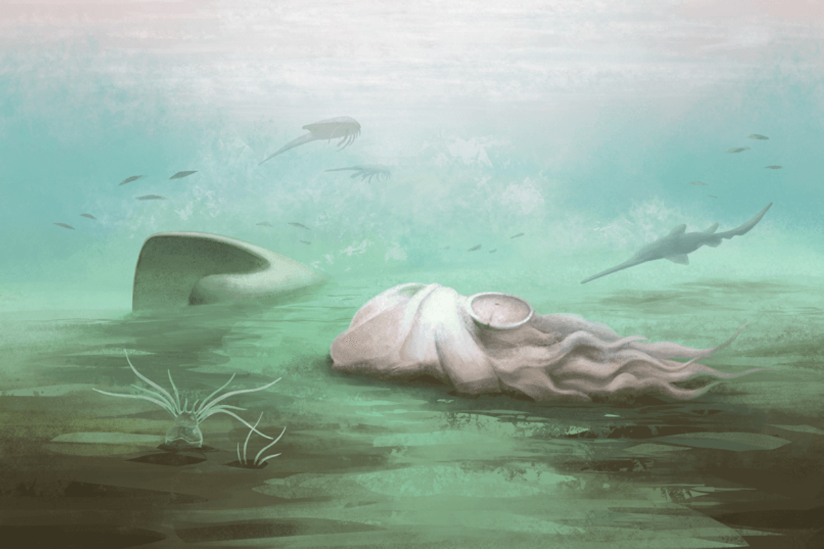 Reconstruction of a Paleocadmus decaying prior to burial in the Mazon Creek marine basin