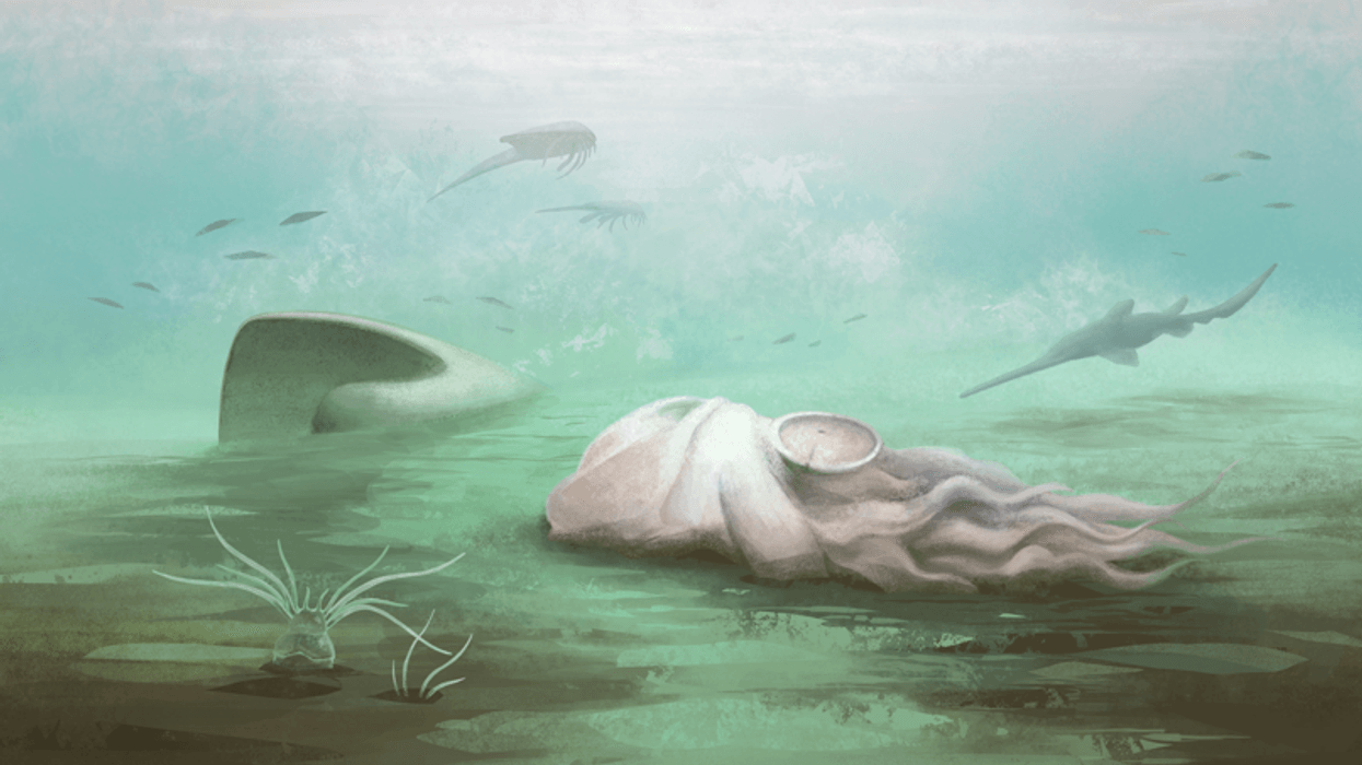 Reconstruction of a Paleocadmus decaying prior to burial in the Mazon Creek marine basin