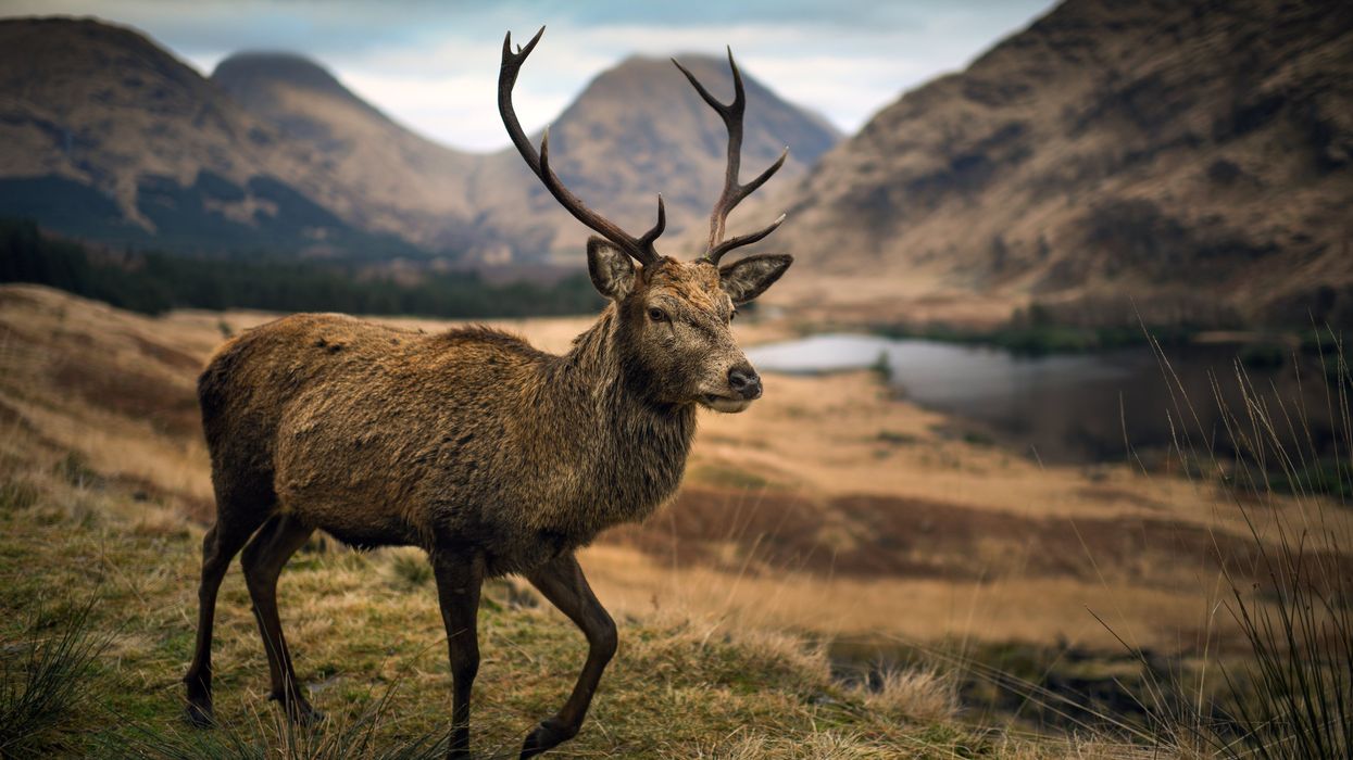 Red deer stag in Scotland