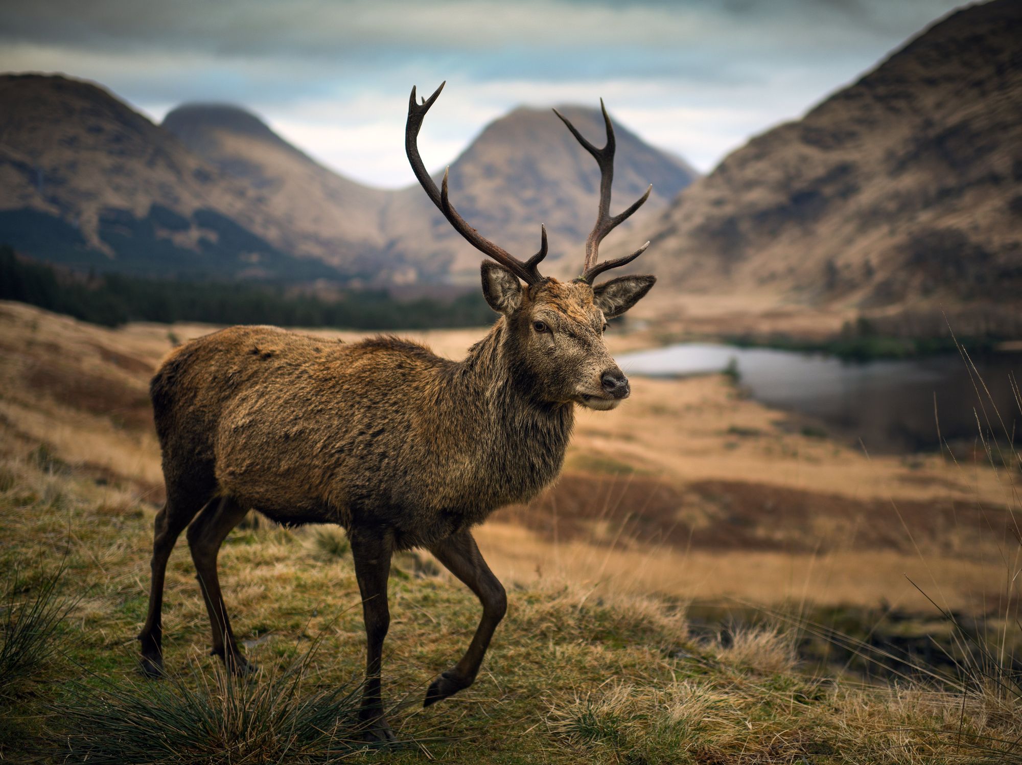 Red deer stag in Scotland