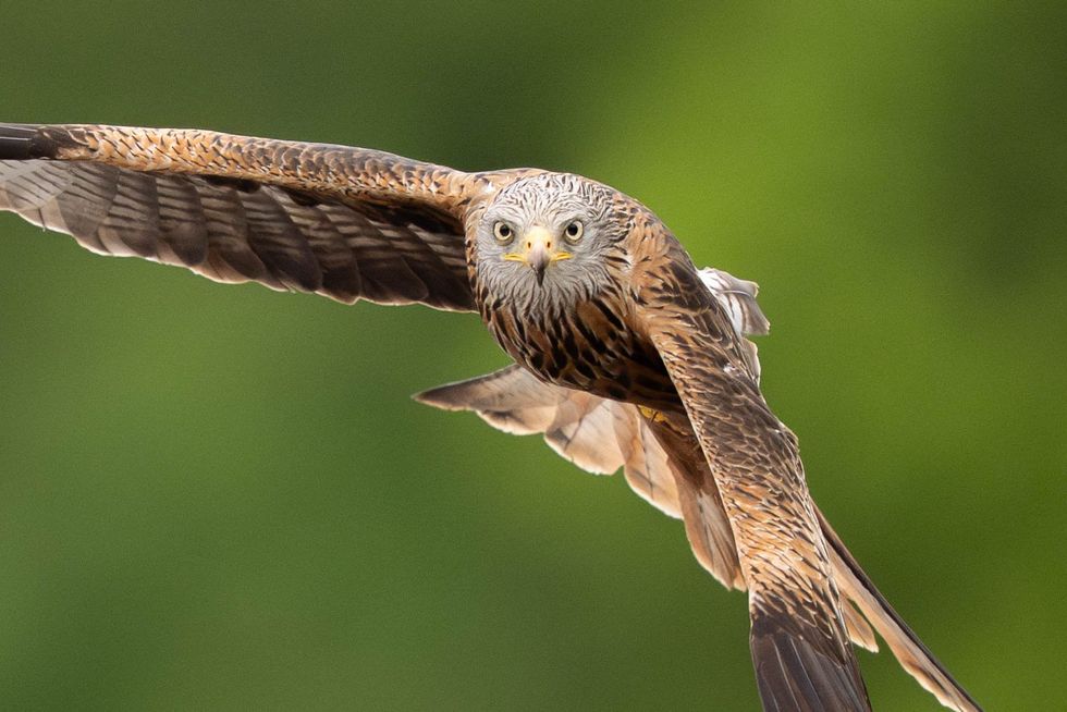 Red Kite