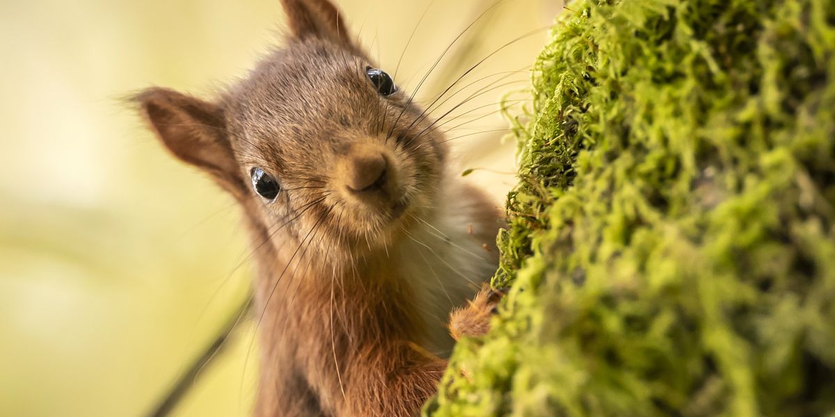 NextImg:Britain's native red squirrels beat out 'invading' greys in fight for survival