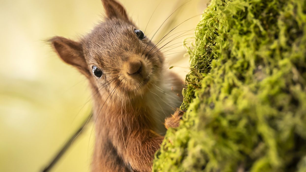 Red squirrel