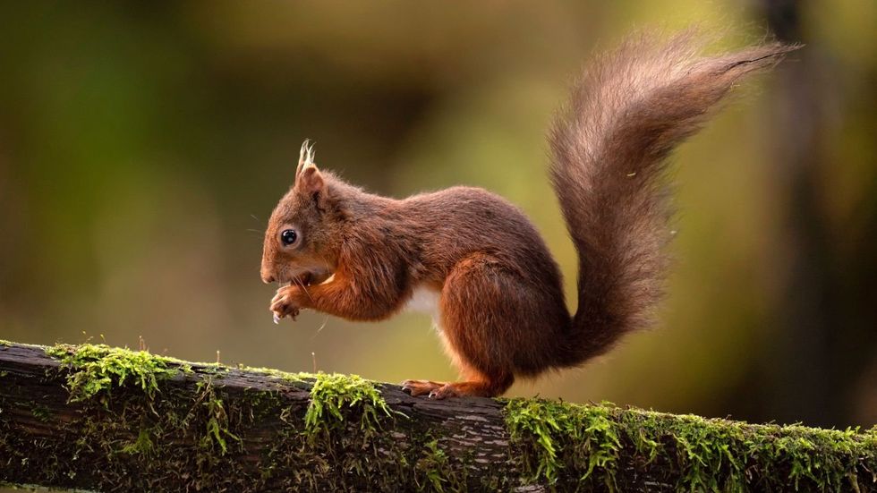 Red squirrel
