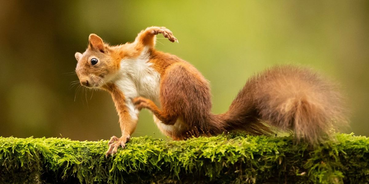 Britain’s native red squirrels could be wiped out by wind farm Britain’s native red squirrels could be wiped out by wind farm