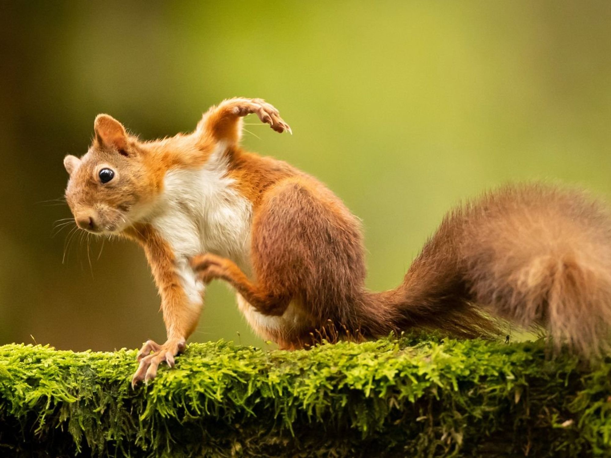 Red squirrel