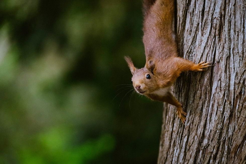 Red squirrel