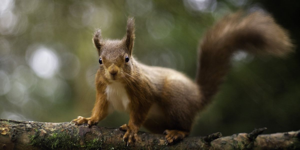 Conservation group to help protect Britain's red squirrels from home using £18,000 National Lottery grant