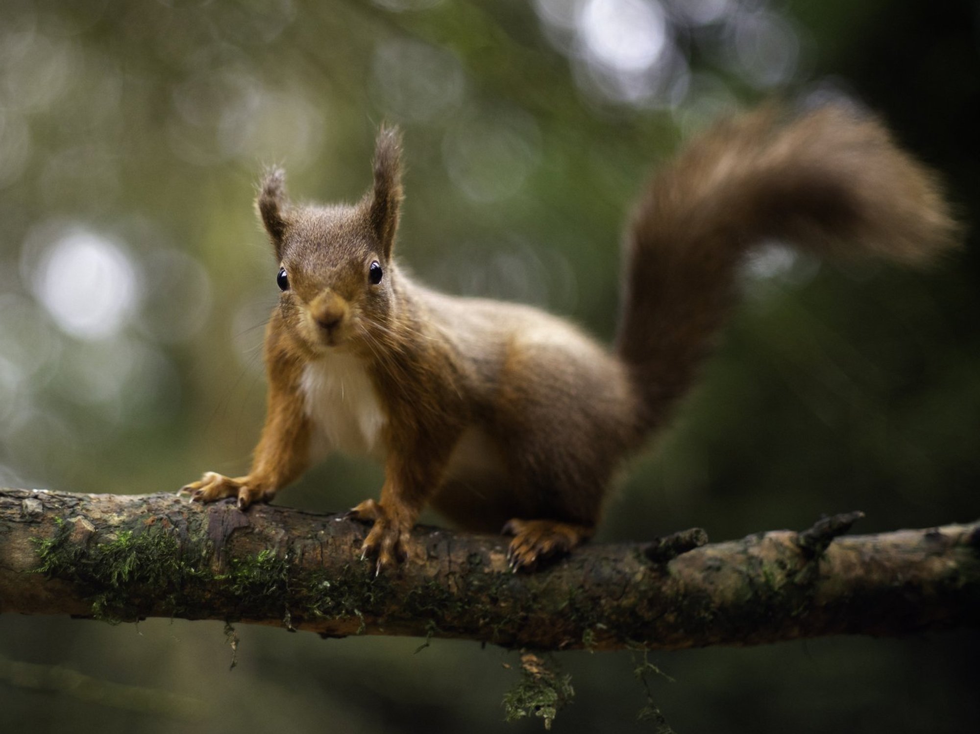 Red squirrels