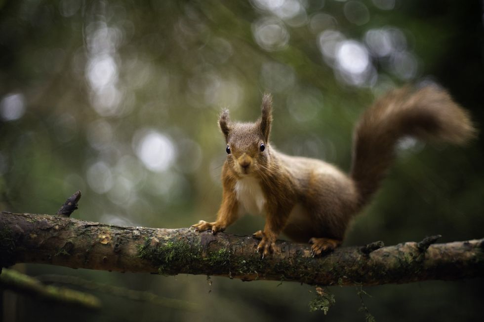 Red squirrels