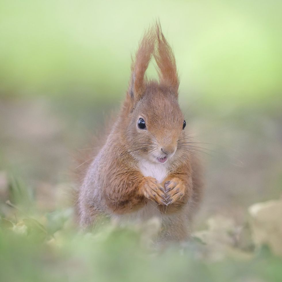 Red squirrels